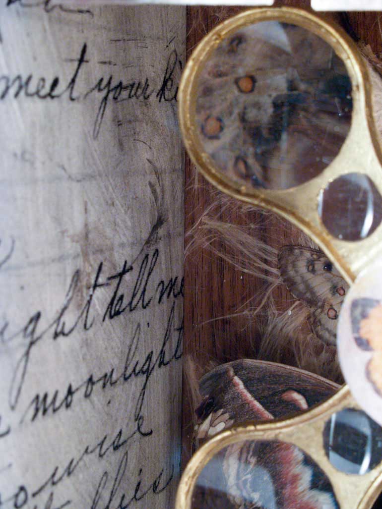 Lepideptora Box